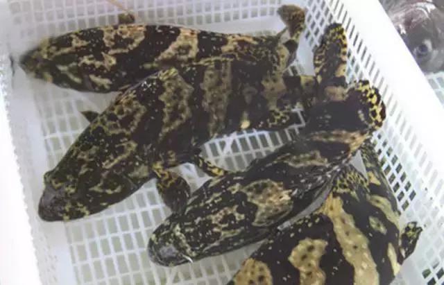 想出海?没攻略?国内最年轻的火山岛攻略免费送你啦