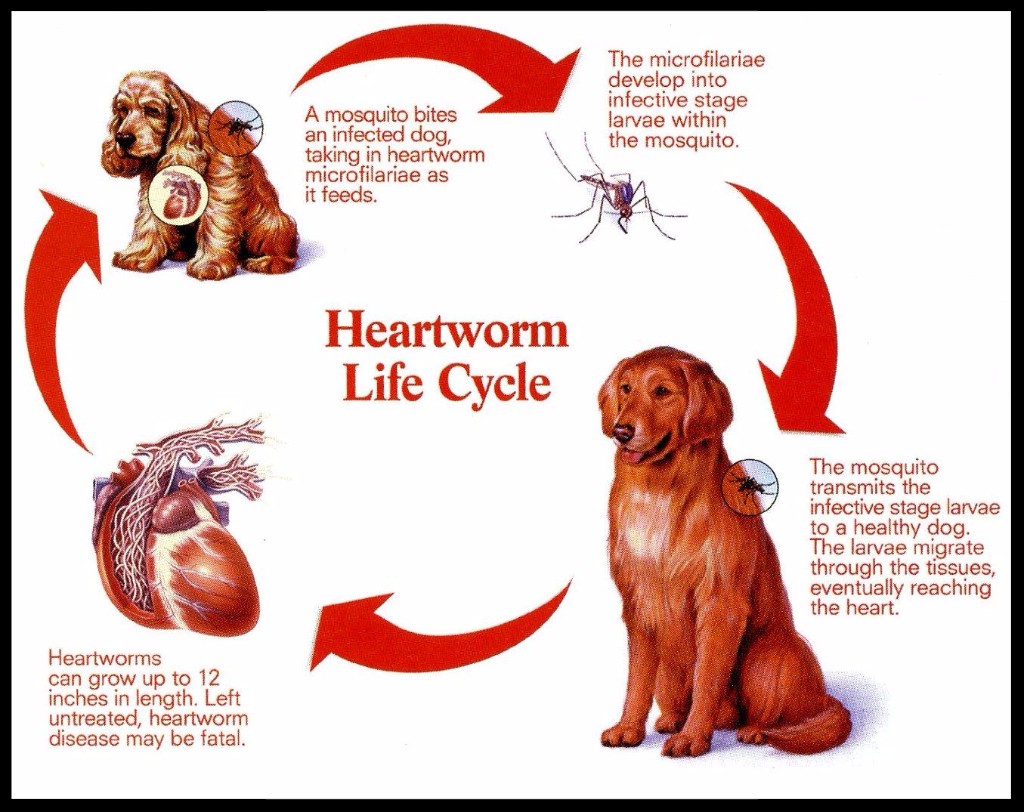 宠物狗常见疾病与防治方法,小狗常见的病害