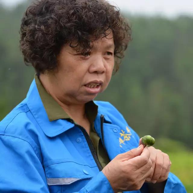 腾冲“茶妈妈”：茶的淡泊，也是人的淡泊