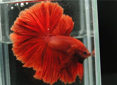 泰国斗鱼吃什么食物,泰国斗鱼喜欢吃什么饲料