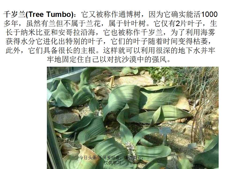 认识植物从身边开始,认识植物的根茎叶各个部分