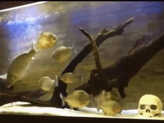 潜水水下遇到巨大不明生物,潜水员海底发现神秘巨型柱状生物