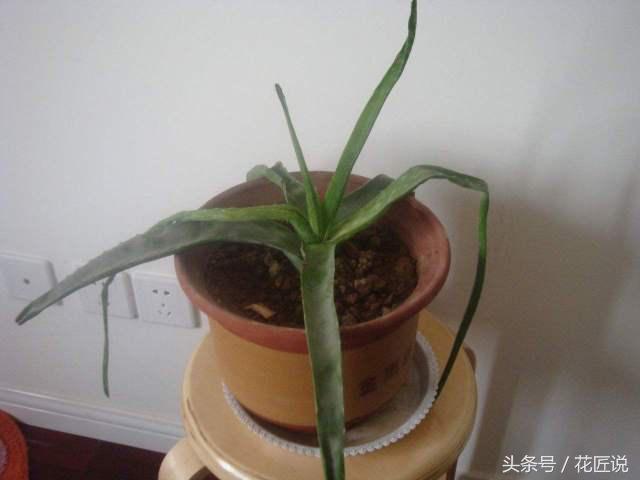 拿什么拯救叶片发黄的芦荟图片,芦荟叶片发黄怎么办小妙招