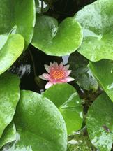 鱼缸养睡莲的养殖方法视频,家庭养睡莲用多大的缸合适