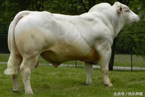 夏洛莱公羊的优缺点,夏洛莱牛的饲养与管理