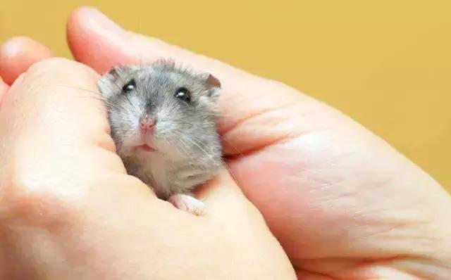 仓鼠在教室里怎么养,仓鼠隧道仓鼠会咬人吗