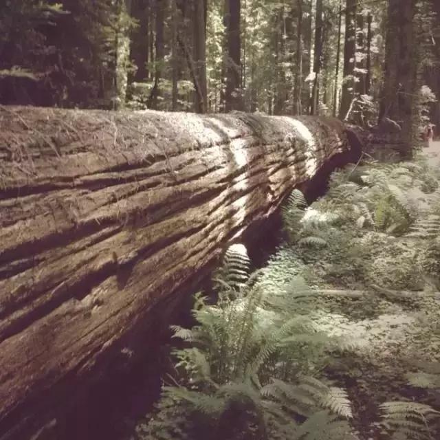 走进树林会感觉空气清新为什么呢,走进红杉林感受不一样