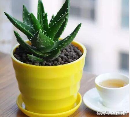 芦荟干瘪发黄发软怎么拯救,如何救活快要枯萎的芦荟