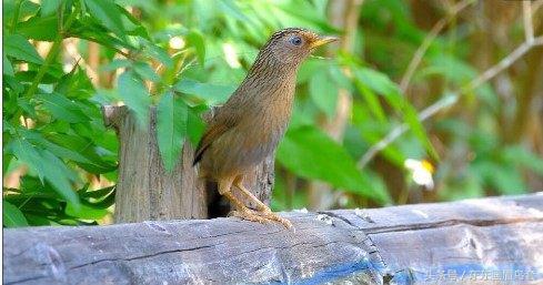 东东画眉鸟原毛讲解,东东画眉鸟