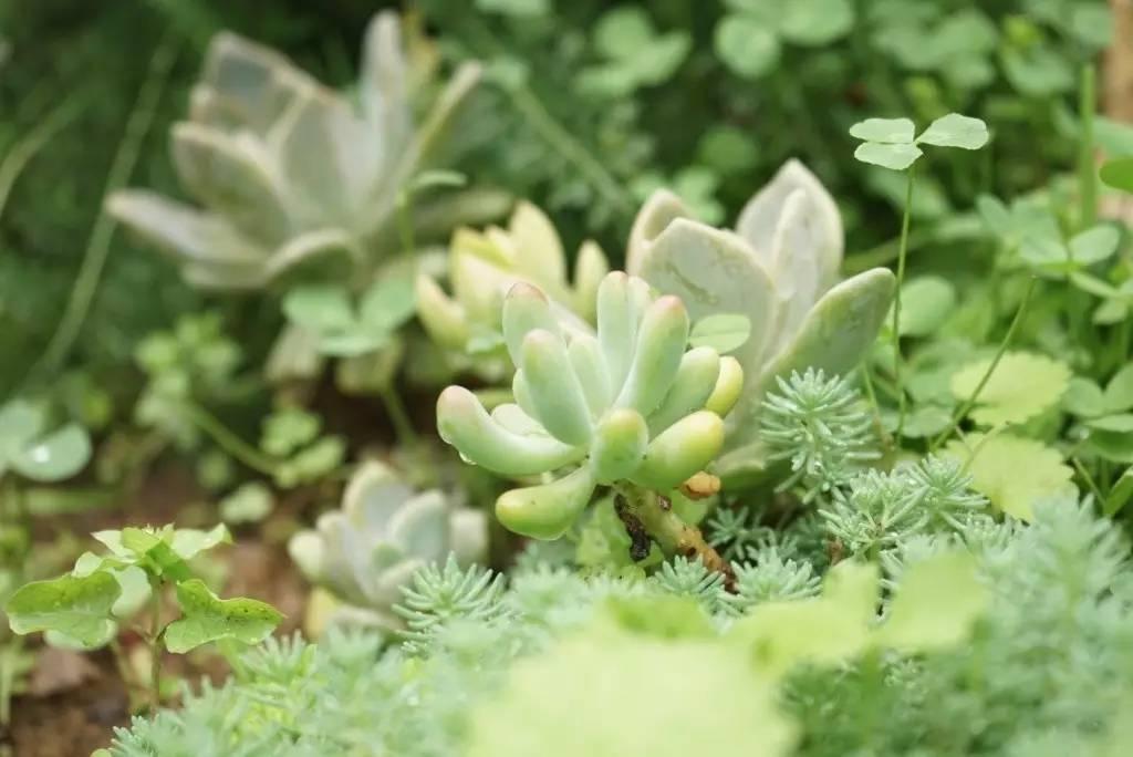 90后帅哥花3000元爆改出租屋后，又买了个破院子