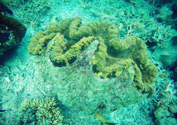 一起去帕劳旅游,去帕劳旅游自由行攻略