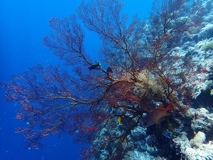 一起去帕劳旅游,去帕劳旅游自由行攻略
