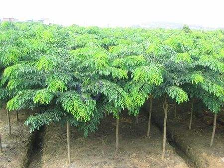 什么植物适合做手串,可以做手串的植物种子