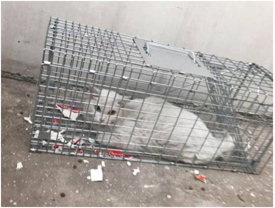 猫咪在15楼走丢怎么找回,家里猫咪走丢主人正焦急寻找