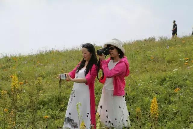 山西历山舜王坪大草原攻略,看云海高山草甸的地方