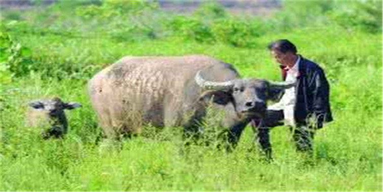 老牛救了他的儿子他却违背誓言当夜暴毙身亡