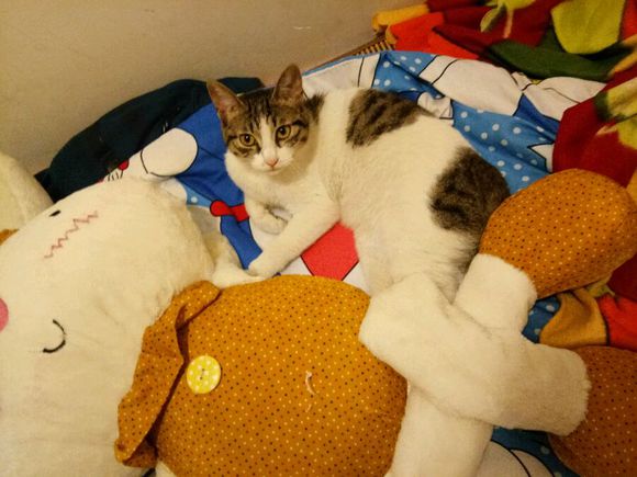 去朋友家，领养了两只小猫咪，喂养一段时间后，噩梦就开始了！