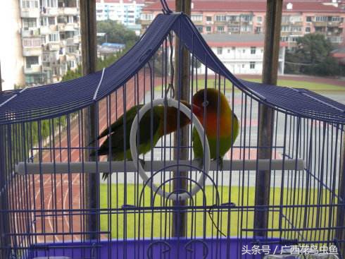 牡丹鹦鹉怎么放养,牡丹鹦鹉到底是笼养好还是散养好