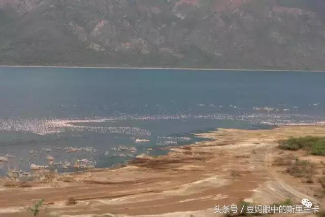 风动？树动？心动！致你，Kenya