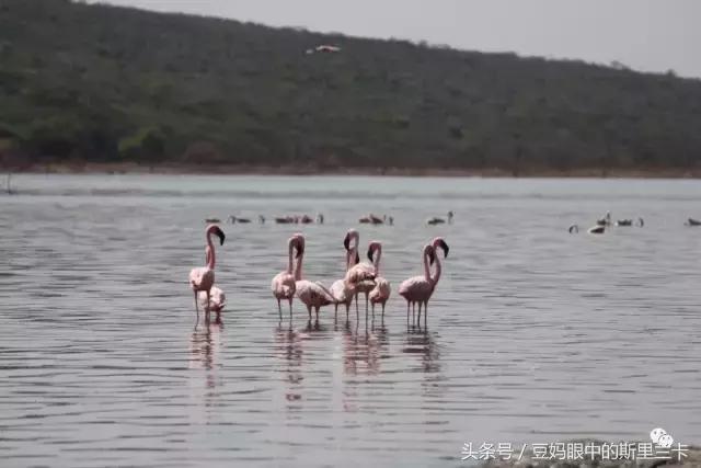 风动？树动？心动！致你，Kenya