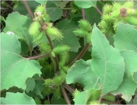 身边常见草药图片及价格,身边最常见的中草药图片大全