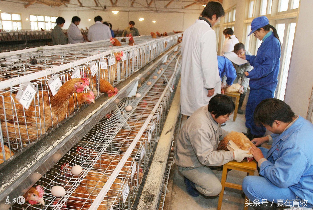 鸡做疫苗应激反应怎么解决,做鸡疫苗教程