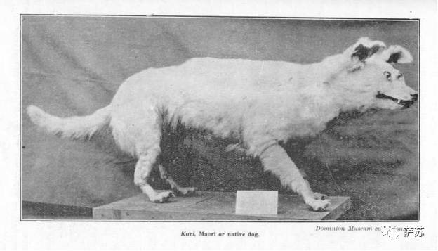 二郎神的宠物是哮天犬吗,历史记载二郎神的哮天犬是什么狗