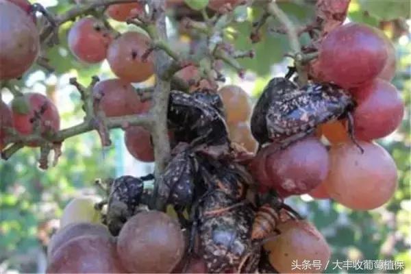 葡萄园挖土时，发现这种白色肉虫，一定要重视