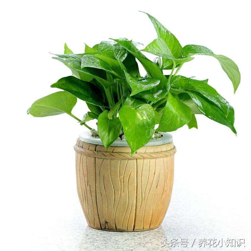 绿萝叶子发黄用什么办法能变绿,绿萝叶子发黄快速补救方法水养