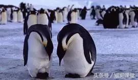 企鹅是什么种类动物,动物百科知识科普企鹅品种
