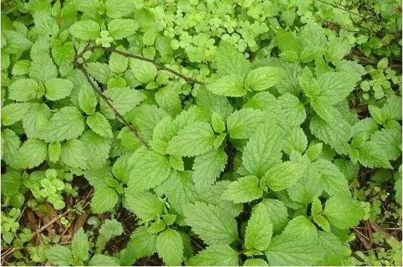 常见中草药图片及讲解,身边常见的中草药功效大全