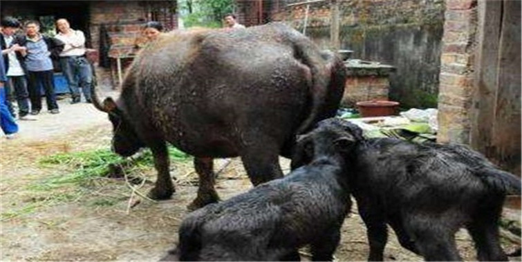 老牛救了他的儿子他却违背誓言当夜暴毙身亡