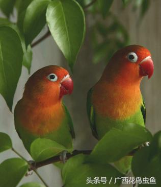 牡丹鹦鹉怎么放养,牡丹鹦鹉到底是笼养好还是散养好