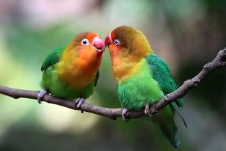 鹦鹉中暑后怎么办,鹦鹉中暑了怎么办