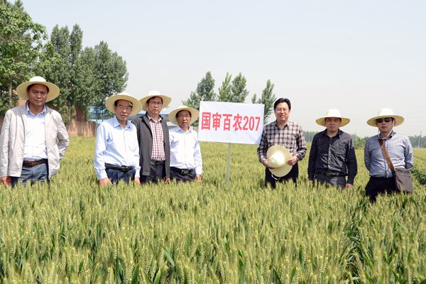 小麦品种百农307特点是什么,小麦品种百农207产量如何