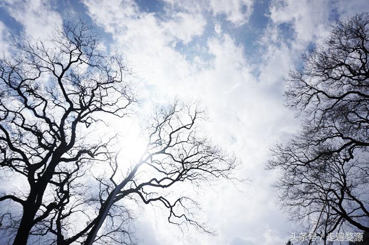 婺源第一名,婺源茶叶第一名