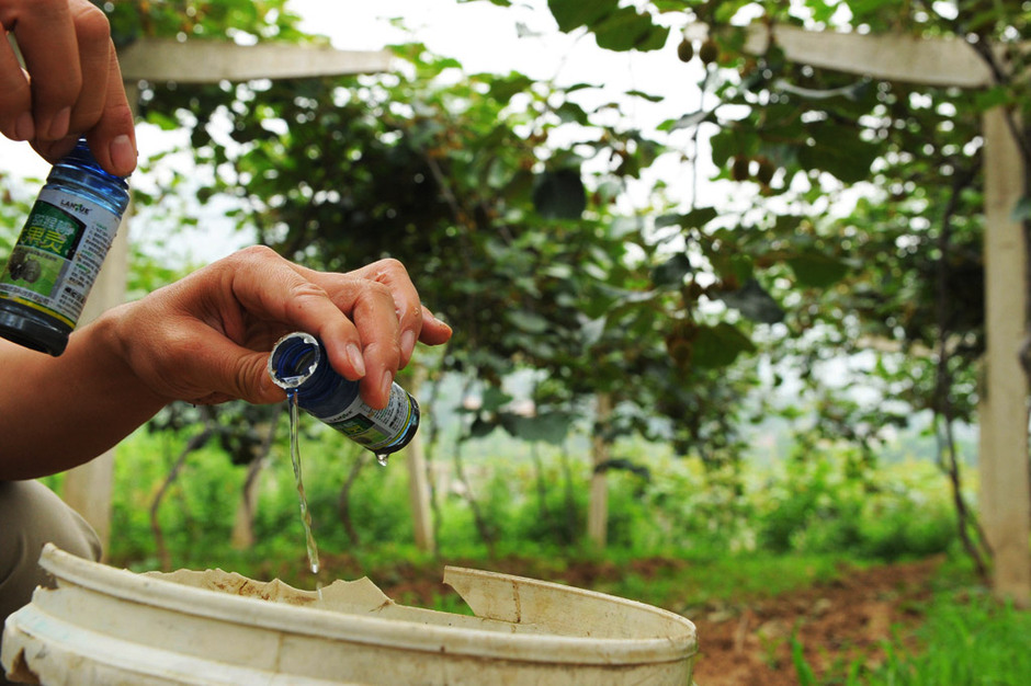 农药膨大素是激素药吗,催熟剂膨大素对人有害吗