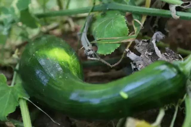 山西历山舜王坪大草原攻略,看云海高山草甸的地方