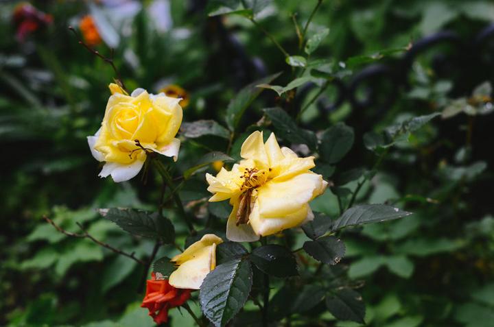 感受战斗民族的霸气,感受战斗民族的热情