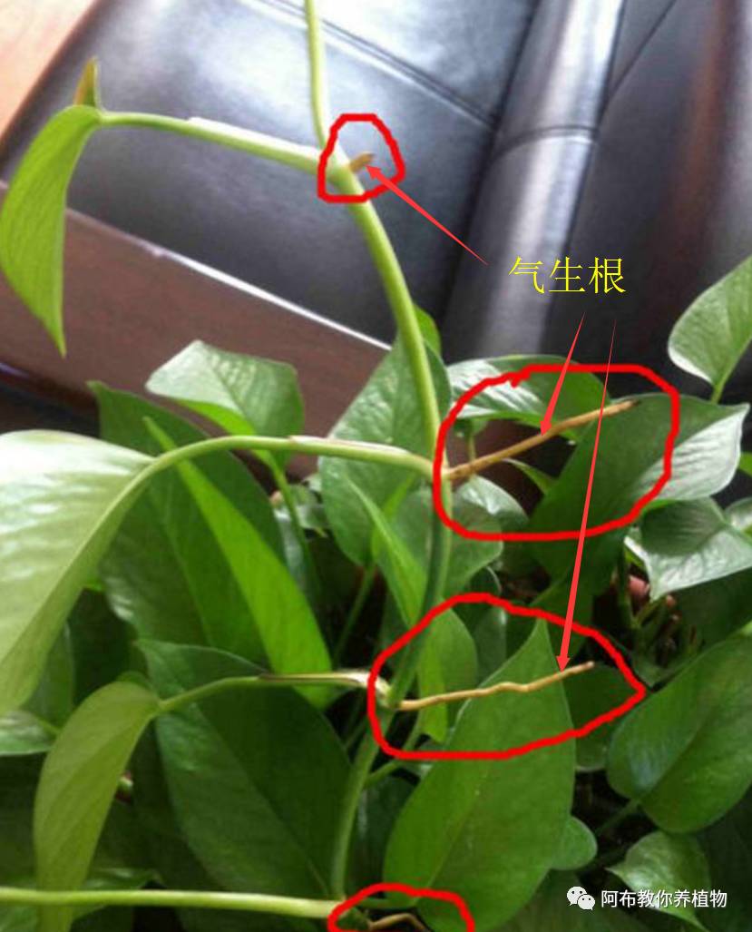 绿萝绿植怎么养活得快呢,绿萝植物养殖小知识