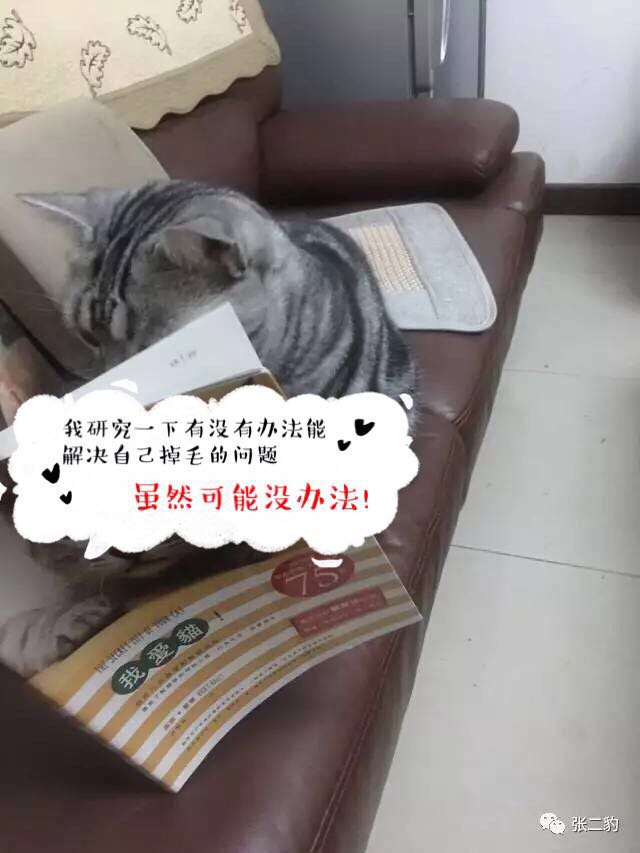 猫咪掉毛期不喂化毛膏可以吗,有什么办法能解决猫咪掉毛