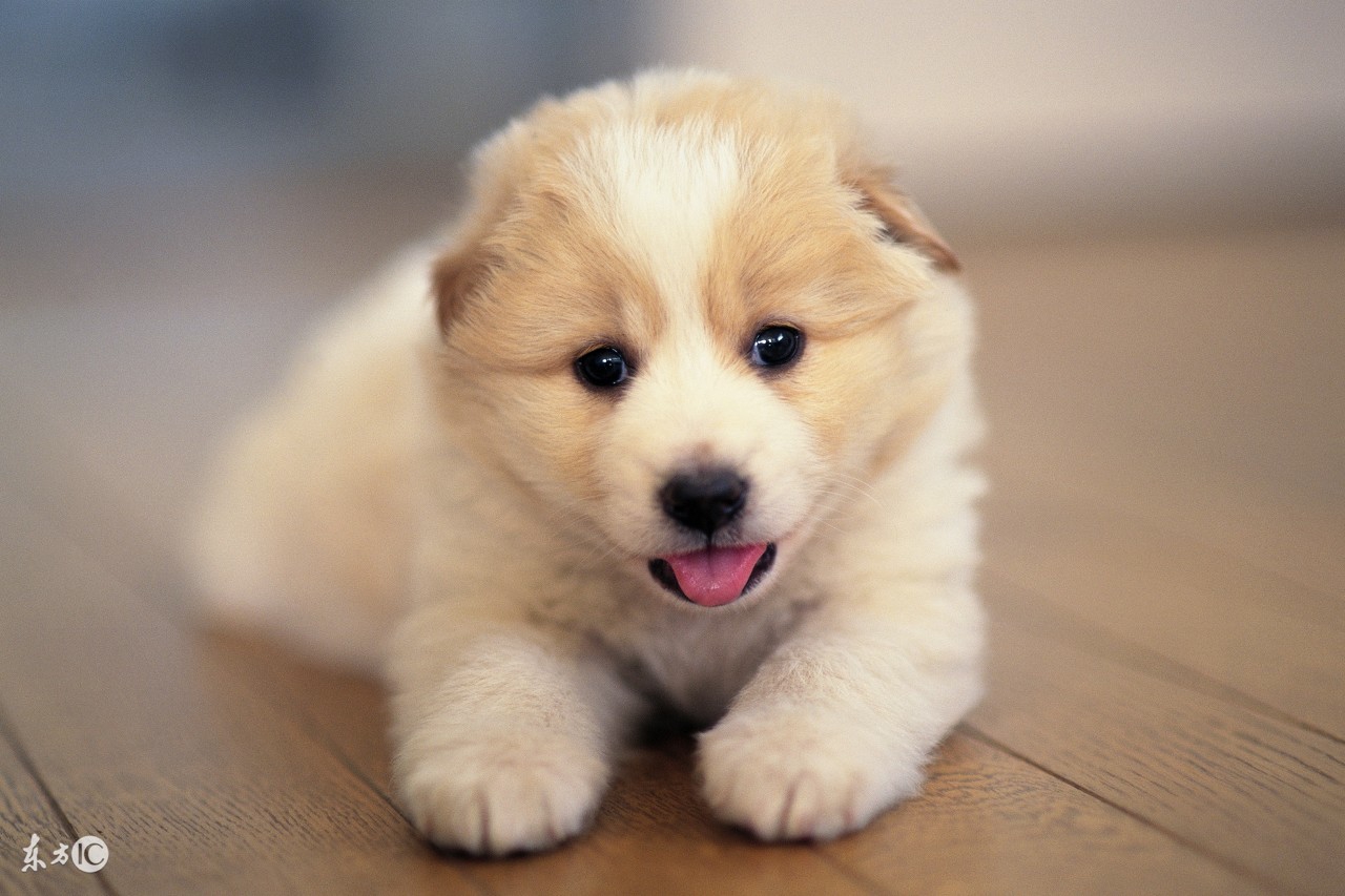 狗狗得狗瘟怎么治疗,狗狗得狗瘟症状有哪些