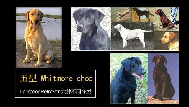拉布拉多有几种形态的,拉布拉多真有五种形态吗