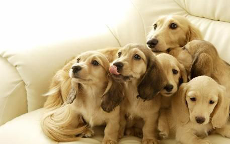 拉布拉多幼犬后腿正常形态,拉布拉多真有五种形态吗