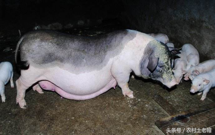 经产母猪的饲喂方法,经产断奶母猪促情方法