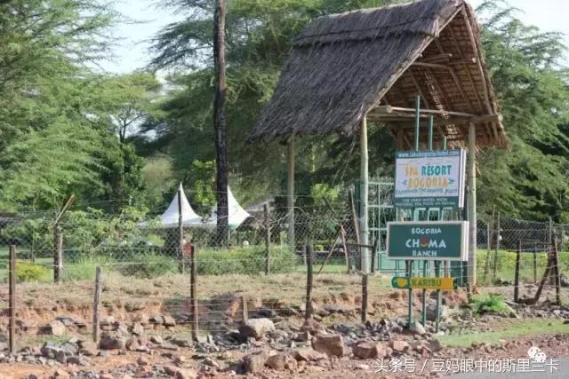 风动？树动？心动！致你，Kenya