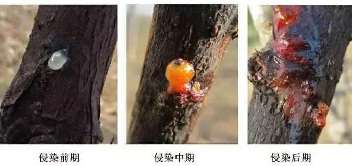 怎样判断猕猴桃伤流,得过猕猴桃溃疡病还会结果吗