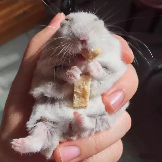 宠物仓鼠视频集,仓鼠宠物的视频