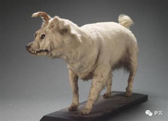 二郎神的宠物是哮天犬吗,历史记载二郎神的哮天犬是什么狗