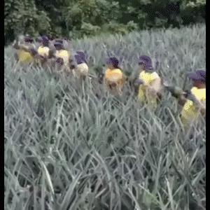 这到底是什么东西啊，好有趣